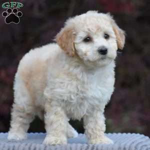 Bailey, Bich-Poo Puppy